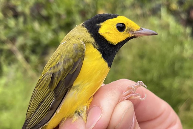 Hand holding a yellow bird with black markings and olive colored wings.