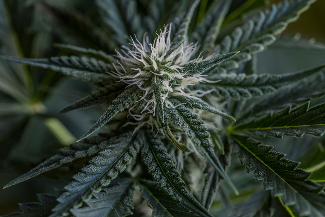 Close-up image of marijuana plant