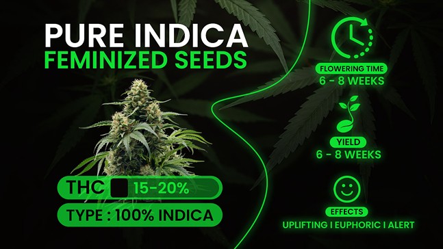 The 10 Best Indica Strains for Anxiety, Pain Relief, Sleep & More in 2024