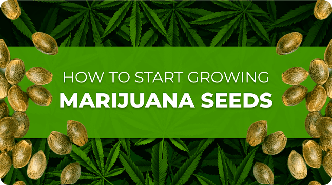 How to Start Growing Marijuana Seeds: Best Practices & Tips