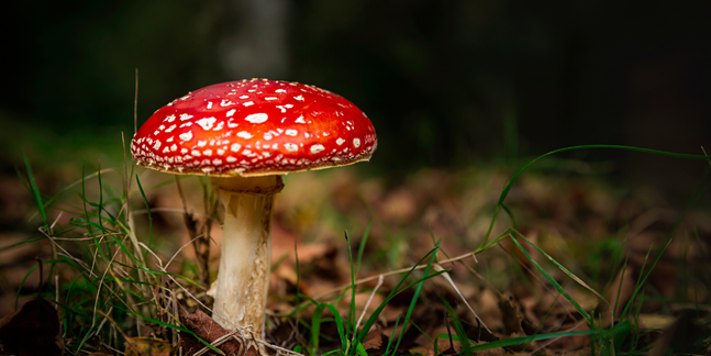 7 Best Mushroom Gummies in 2024