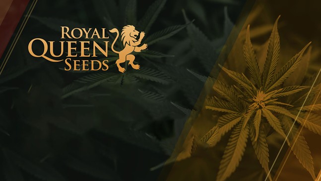 Best Seed Banks Online: Buy Potent & High-Yield Marijuana Seeds Legally in 2024