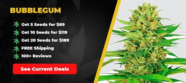 Best Feminized Seeds for Sale in 2024: Strong Female Weed Strains (Free US Shipping)