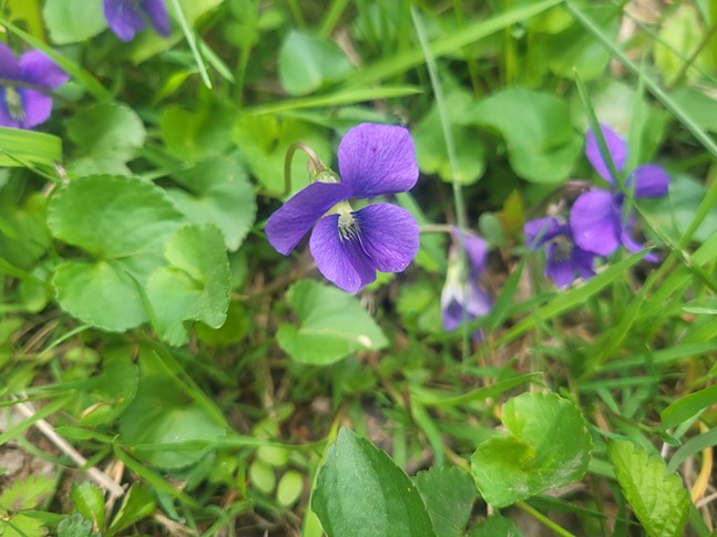 A closeup shot of a purple violet blossom with round green leaves and surrounding grass