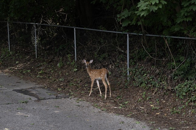 With their natural hunters gone, it falls to humans to handle Pittsburgh’s deer explosion