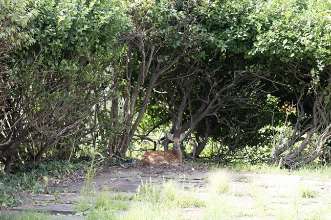 With their natural hunters gone, it falls to humans to handle Pittsburgh’s deer explosion