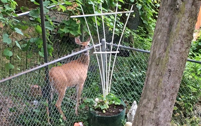 With their natural hunters gone, it falls to humans to handle Pittsburgh’s deer explosion