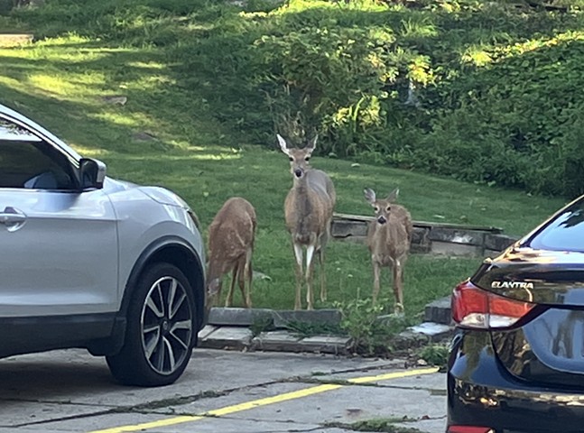 With their natural hunters gone, it falls to humans to handle Pittsburgh’s deer explosion