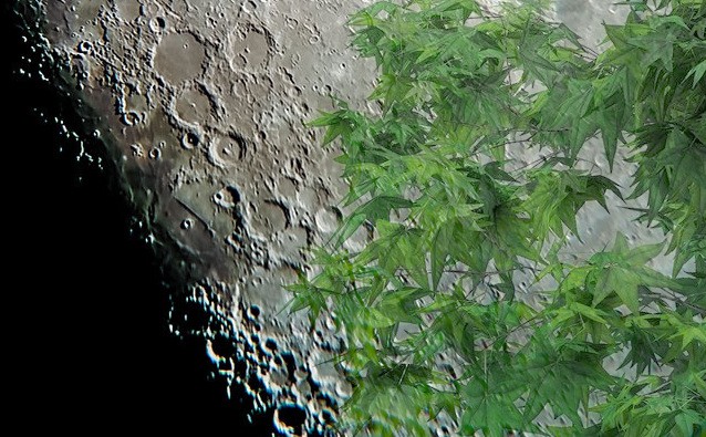 Pittsburgh now has a "Moon Tree" whose seed flew through outer space