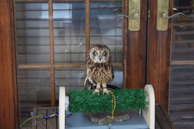 Humane Animal Rescue pairs yoga with owls (3)