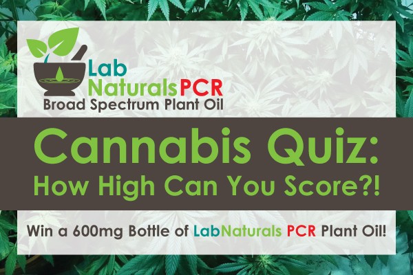 Cannabis Quiz: How High Can You Score?