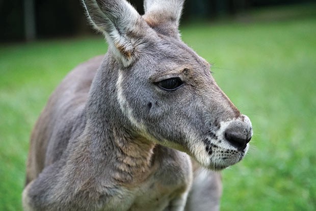 Is the kangaroo a national icon, pest or commodity?