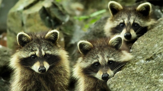 Allegheny County to disperse "waxy, green" treats as part of raccoon vaccination program
