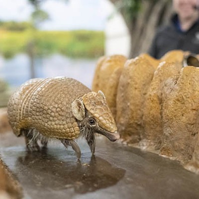 Meet cool raptors and cute creatures at National Aviary's Habitat Heroes live show