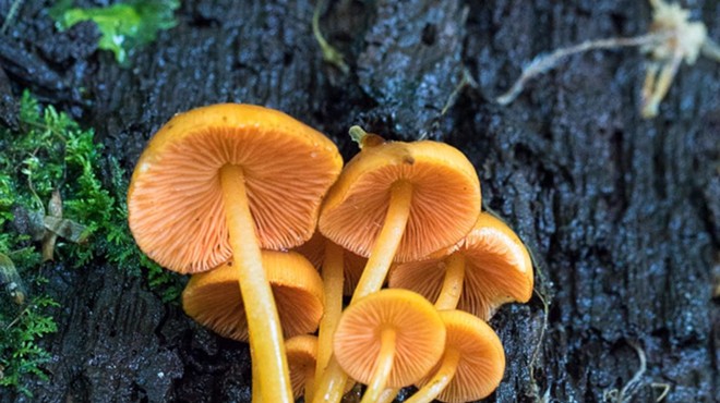 Western PA Mushroom Club – Monthly Meeting