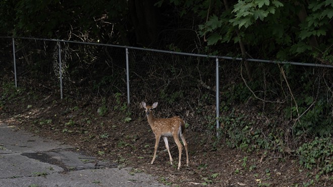 With their natural hunters gone, it falls to humans to handle Pittsburgh’s deer explosion