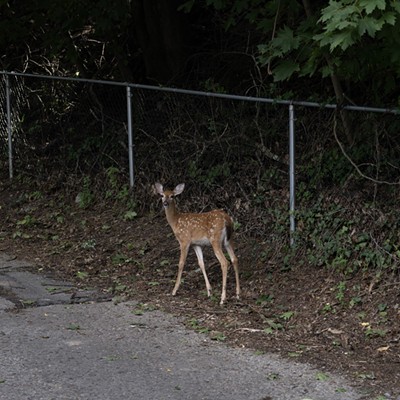 With their natural hunters gone, it falls to humans to handle Pittsburgh’s deer explosion